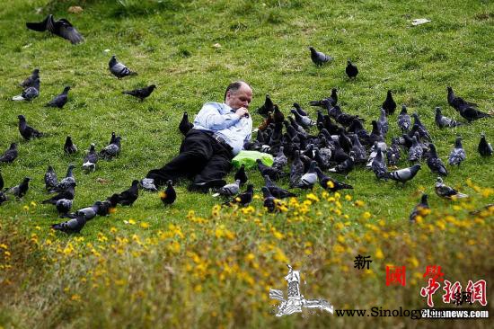 英国车站野鸽泛滥成灾滋扰乘客当局请“_英国-鸽子-野鸽-