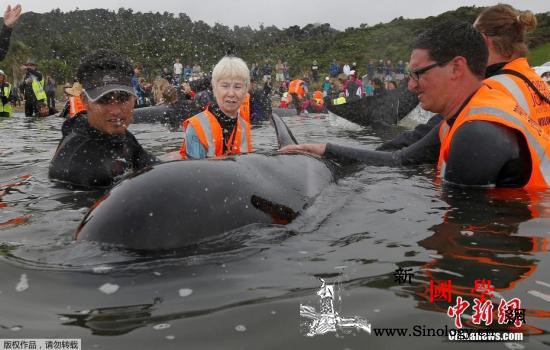 痛心！145条鲸鱼在新西兰南部岛屿搁_鲸鱼-搁浅-解救-