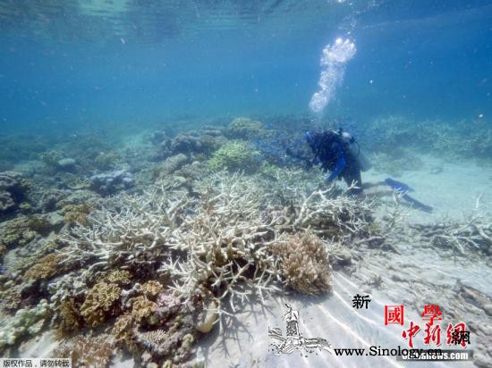 拯救大堡礁！科学家在海床移植珊瑚以重_海床-白化-澳大利亚-