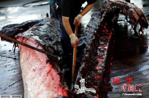 日本2019年7月重启商业捕鲸小须鲸_专属经济区-捕鲸-捕捞-