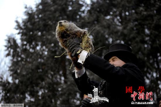 最萌“气象专家”：土拨鼠预测春天提早_宾夕法尼亚州-土拨鼠-美国-