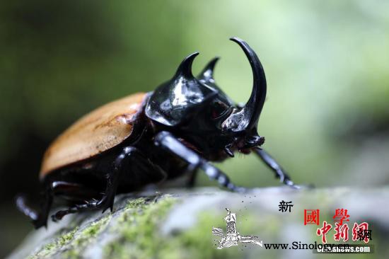 全球昆虫数目持续减少专家警告百年后恐_绝种-昆虫-数目-
