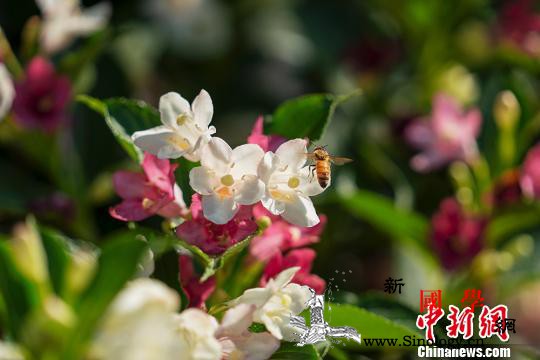 消失近40年世界上体型最大蜜蜂在印_翩翩起舞-物种-普林斯顿-