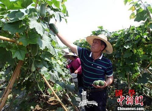 农业农村部:防止大量农民既无法转移就_农户-流转-经营-