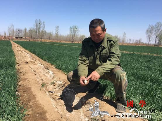 河北新乐“牛奶水”浇麦“绿茶水”浇树_行唐县-水井-养牛-