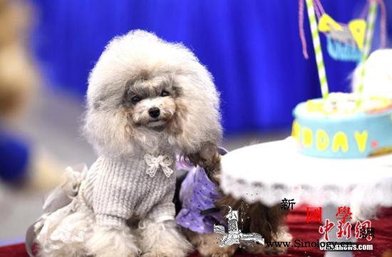 小型犬有大能量!日本一只爱撒娇贵宾狗_警犬-拉布拉多-马里-