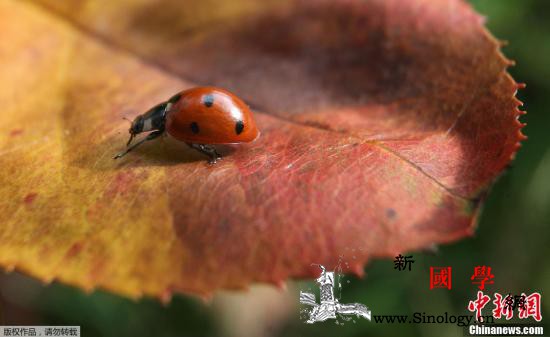 百万瓢虫掠过美国加州上空气象局雷达误_国家气象局-加州-蚜虫-