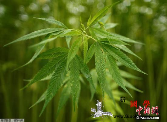 中国驻洛杉矶总领馆：了解大麻法规远离_加州-吸食-亚细亚-