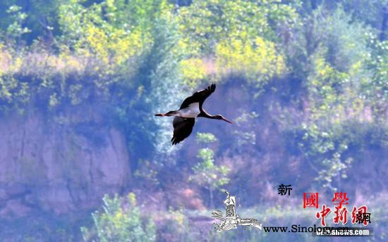 警钟!人类加速破坏自然全球濒危物种新_濒危-物种-灵长类-