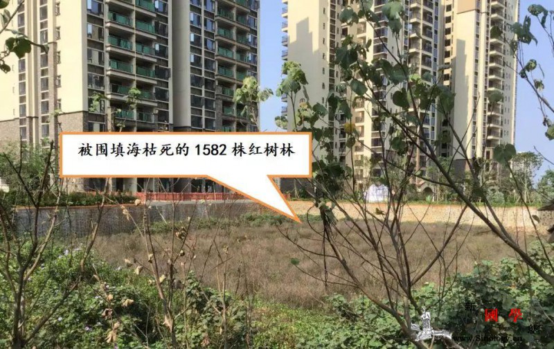 生态环境部：海南澄迈县肆意围填海、破_澄迈县-红树林-海南-