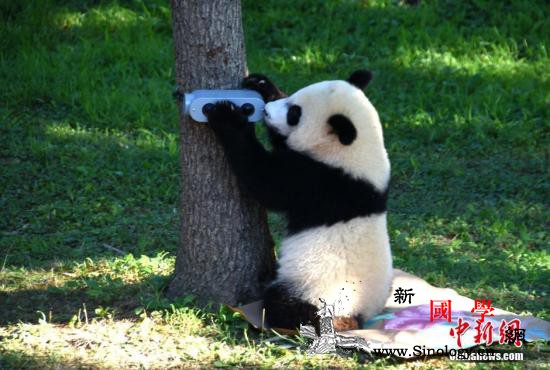 旅美大熊猫“贝贝”快满4岁啦！将于近_贝贝-旅美-华府-