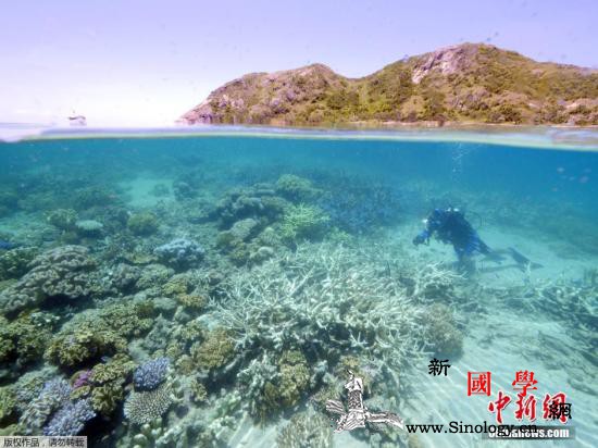 澳夫妇发现巨型浮岩或拯救大堡礁白化珊_霍尔-白化-碎石-