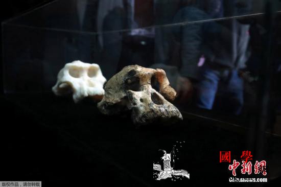 380万年前南方古猿头骨亮相!或颠覆_历史博物馆-埃塞俄比亚-古猿-