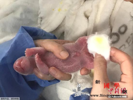 柏林动物园:旅德新生大熊猫双胞胎正茁_育婴-动物园-监测-