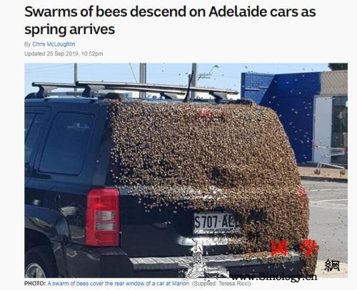春天来了？澳大利亚车主商场外停车遭4_澳大利亚-车主-蜜蜂-
