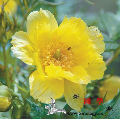 中国那些绿色家园：近200个植物园保_华盖-濒危-珍稀-