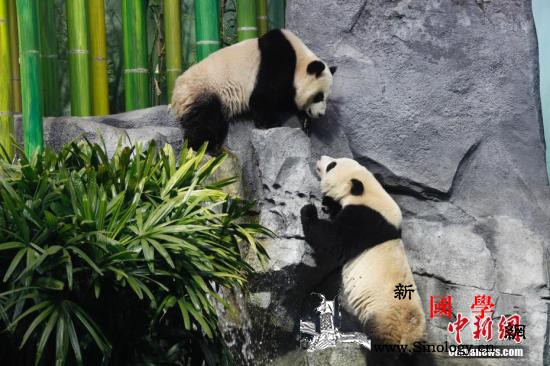 加拿大卡尔加里动物园为中国熊猫龙凤胎_加里-盼盼-卡尔-