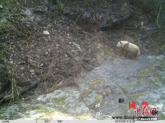秦岭将施行新条例重点保护区不得进行不_秦岭-陕西省-修订-