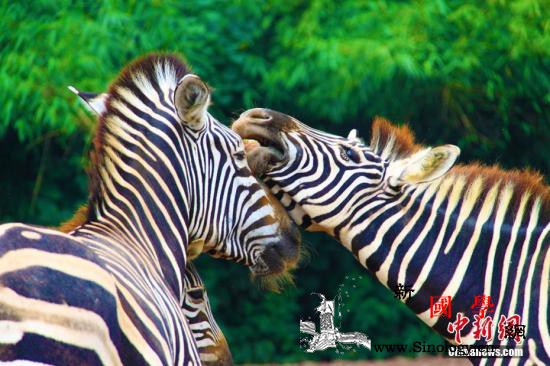 神奇！日本研究：牛涂上“斑马纹”可有_牛蝇-斑马-魁北克-