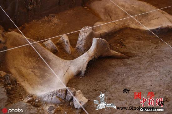 墨西哥发现14头猛犸象遗骸或为最大规_墨西哥-猛犸-遗骸-