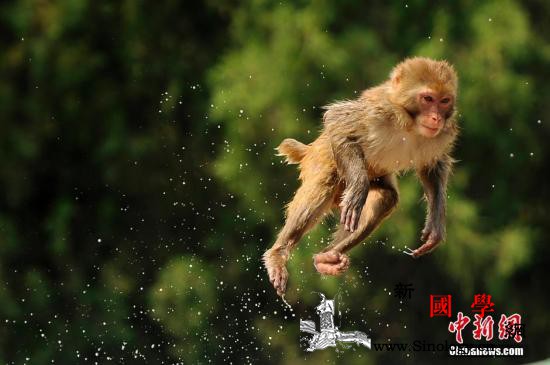 日本一动物园栅栏因台风受损约100只_跃起-栅栏-动物园-