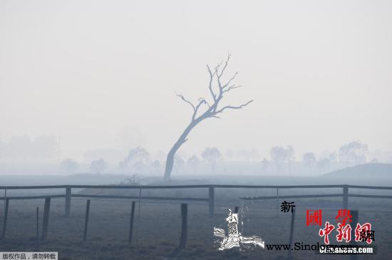 澳大利亚新州林火仍未受控火情蔓延至悉_悉尼-澳大利亚-勒马-