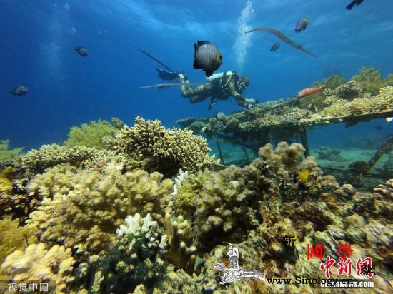 神秘疾病侵袭加勒比海珊瑚礁群陷“白化_加勒比海-墨西哥-珊瑚礁-