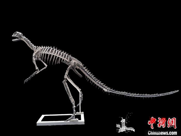 重庆云阳发现亚洲最早的新鸟臀类恐龙化_云阳-磨刀-亚洲-