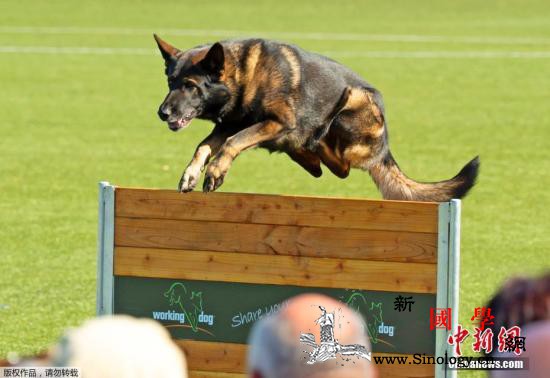 科学家寻狗10000只研究衰老规律探_牧羊犬-科学家-德州-