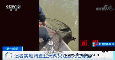 5天2只江豚死亡实地调查水下的“黑手_江豚-长江-水域-