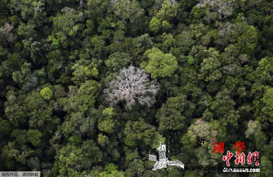 巴西亚马孙雨林遭砍伐面积过去一年增长_巴西-砍伐-鸟瞰-