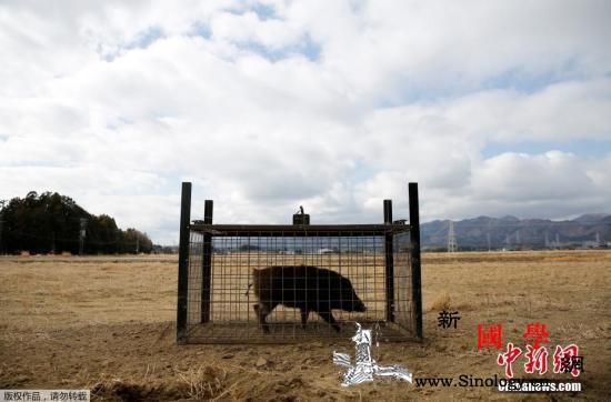 为防非洲猪瘟传播澳大利亚养猪业吁悬赏_养猪业-猪瘟-非洲-