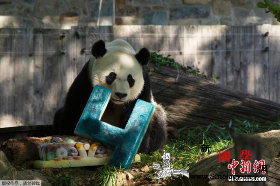 通讯：旅美大熊猫“贝贝”回家：“故事_贝贝-华盛顿-旅美-