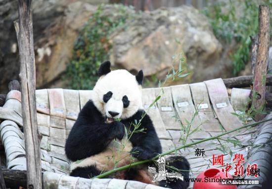 大熊猫“贝贝”回国：美国粉丝不舍中_贝贝-美国-截图-
