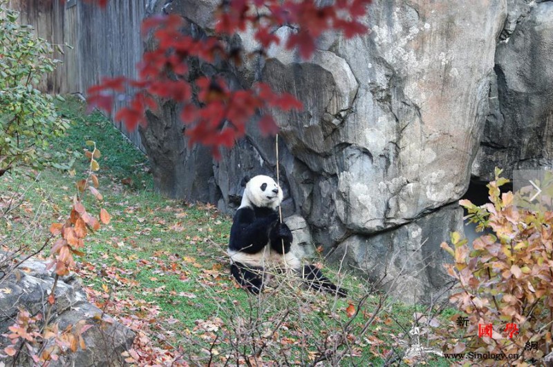 旅美熊猫贝贝回国美国粉丝：我们会很想_贝贝-熊猫-美国-