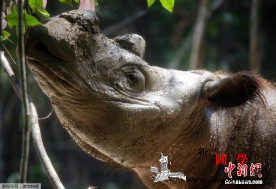 马来西亚最后一只苏门答腊犀牛去世_苏门答腊-沙巴-印尼-