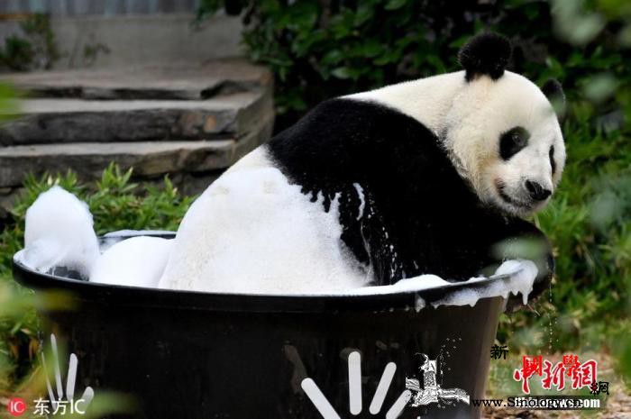 旅澳大熊猫签证再续5年澳动物园盼繁衍_画中画-澳大利亚-繁衍-