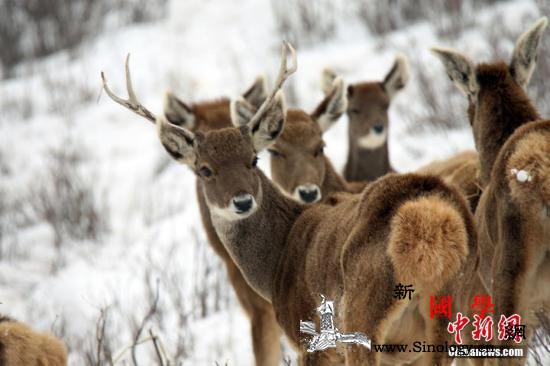 泰一国家公园发现10岁大野鹿尸体腹内_白唇鹿-野鹿-泰国-