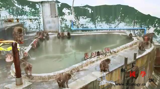 享受！日本北海道猴子泡温泉避寒憨态可_日本-北海道-截图-