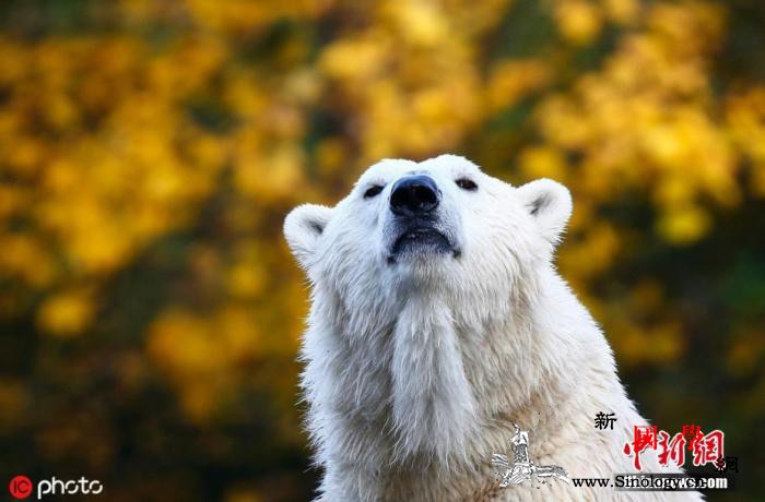 俄北极熊身上遭喷“T-34”字样专家_画中画-北极熊-身上-