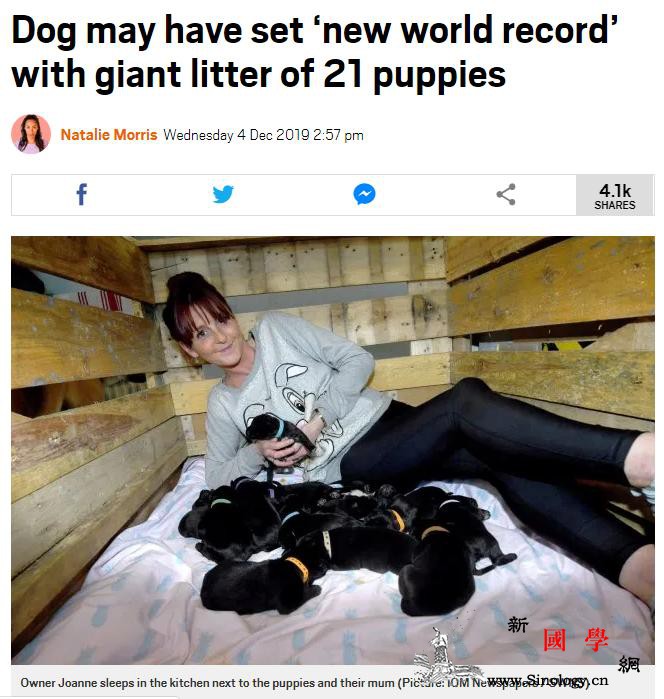 直逼世界纪录英国狗狗一胎产下21只狗_生下-英国-吉尼斯世界纪录-