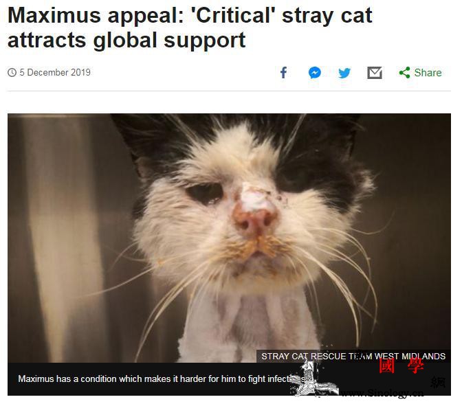 一定要好起来！英国一病重流浪猫获多方_英国-斯特-画中画-