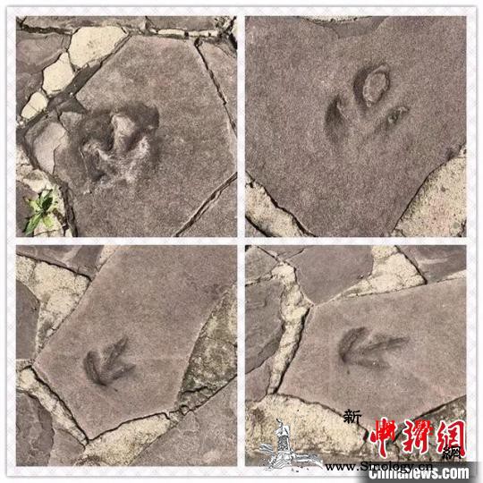 承德避暑山庄恐龙足迹研究重大成果：属_避暑山庄-承德-恐龙-
