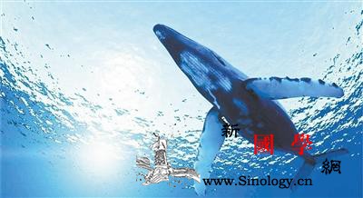 蓝鲸的心跳首次被检测到_斯坦福大学-感受器-蓝鲸-