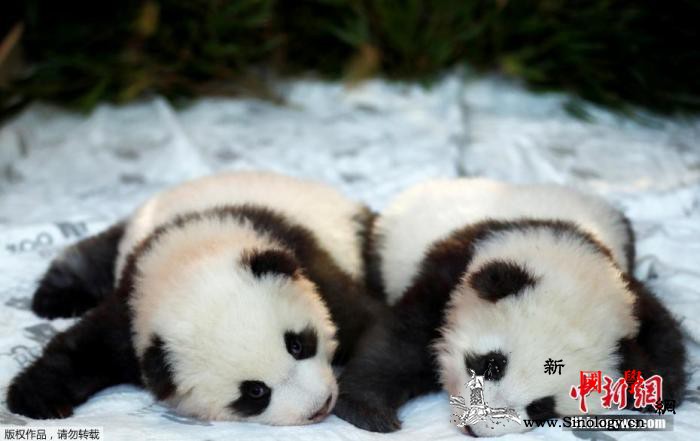 寓意梦想成真！旅德大熊猫双胞胎得名“_德国-双胞胎-动物园-