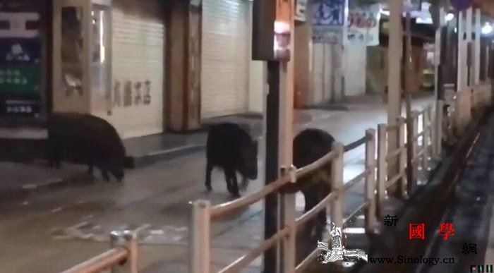 翻垃圾箱吃剩饭？日本温泉胜地箱根频现_箱根-富士-日本-