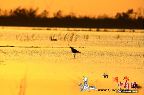 生态环境改善新疆湿地由“迁徙驿站”变_玛纳斯县-玛纳斯-鸟类-