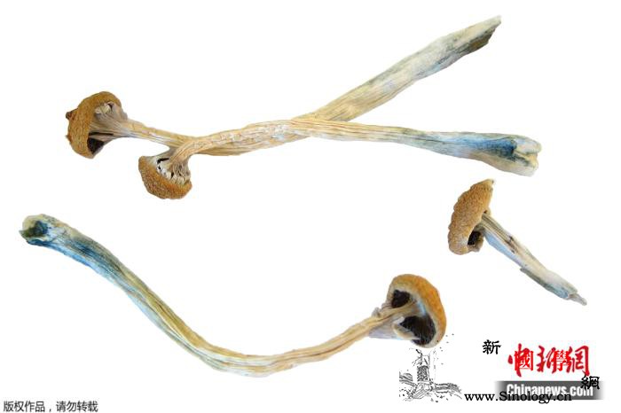 抗抑郁新希望?研究称迷幻蘑菇中成分或_迷幻-抑郁症-蘑菇-