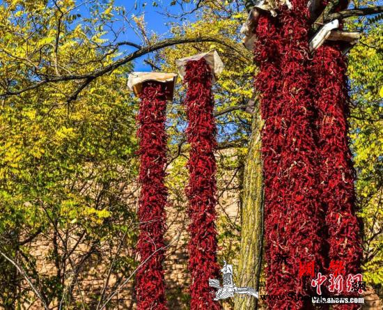 吃辣椒有助健康？研究：或可降低心脏病_辣椒-画中画-研究-