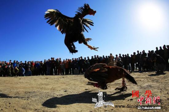 美属波多黎各将斗鸡合法化？或违反联邦_波多黎各-美国政府-斗鸡-